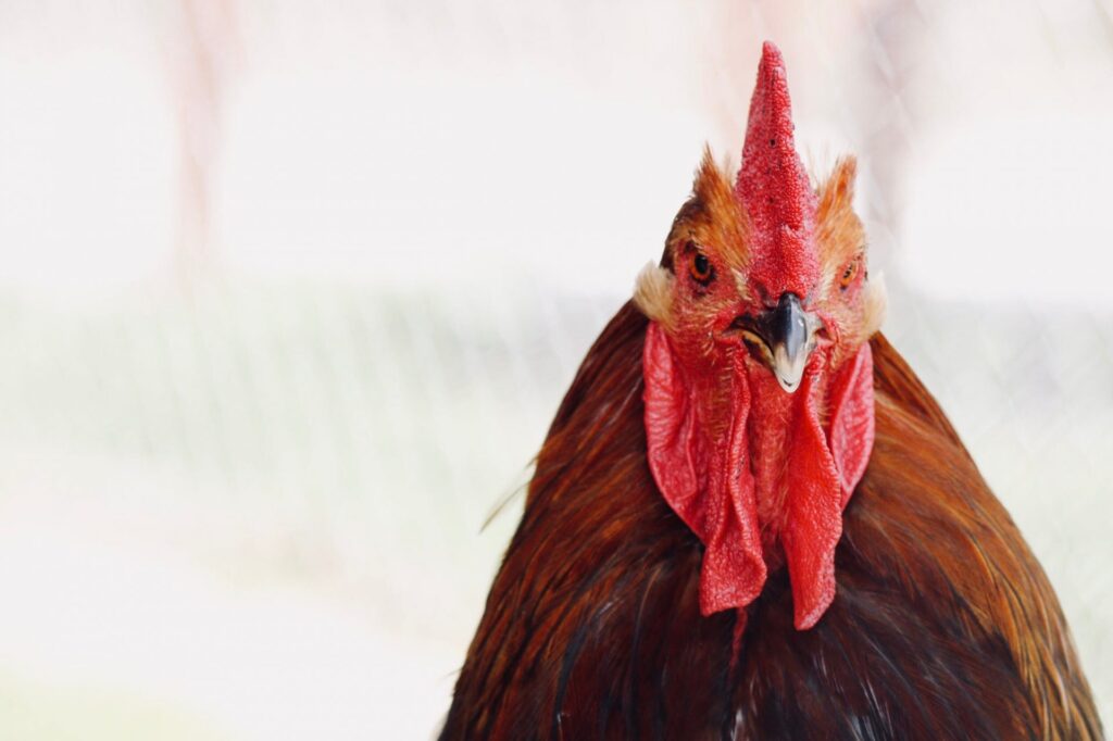 Which Comes First, the Culture or the Practices? The Chicken-and-Egg Problem in HR Tech